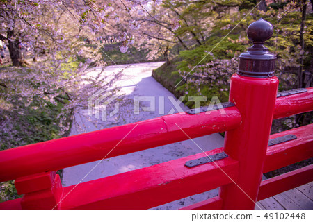 Aomori Hirosaki Castle flower buds Cherry blossom petals floating on a coffin 49102448