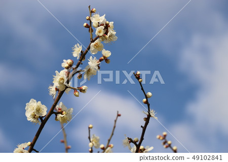 Plum blossom  49102841