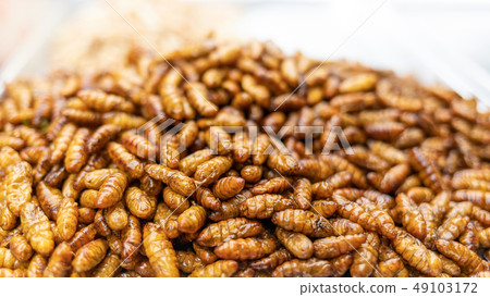 crispy silkworm alternative snack 49103172