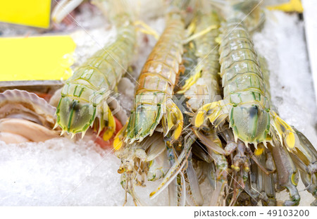 fresh mantis shrimp or oratosquilla 49103200