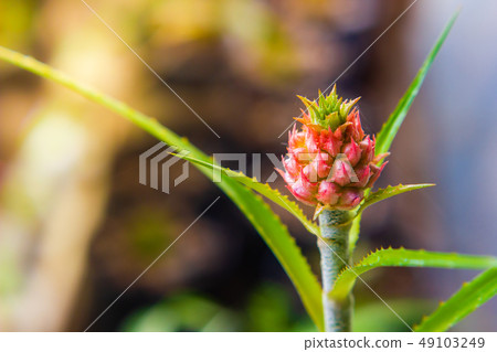 small pineapple the plant is ornamental in garden 49103249