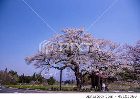岩手縣Shizukuishicho Nagaho Hiroho櫻花小玫瑰雪巖手山 岩手縣Shizukuishicho Nagaho Hiroho櫻花小玫瑰雪巖手山 49103560