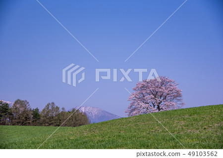 岩手縣Koiwai農場Ippon Sakura Iwateyama 49103562