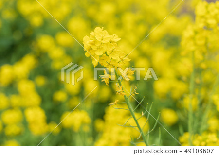 Rape blossoms Rape blossoms 49103607