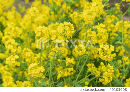 強姦開花 強姦開花 49103608