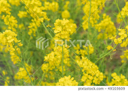 強姦開花 強姦開花 49103609