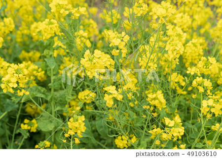 強姦開花 強姦開花 49103610