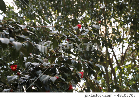 Camellia Camellia 49103705