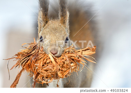 松鼠築巢 49103824