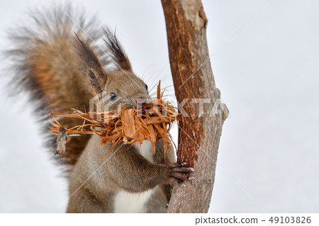 松鼠築巢 松鼠築巢 49103826