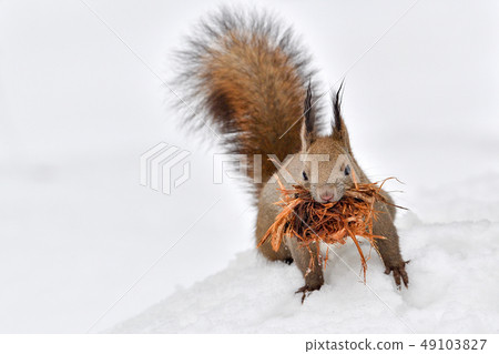 松鼠築巢 松鼠築巢 49103827