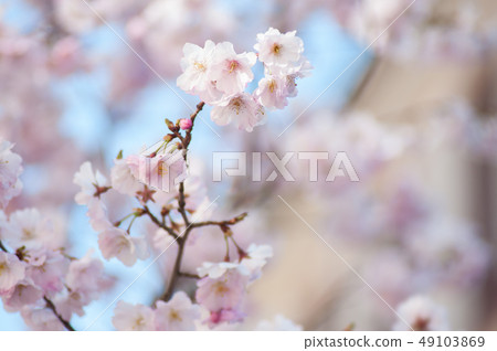closeup of pink cherry blossom flowers at spring 49103869