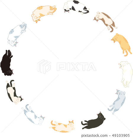 Various types of cats 49103905