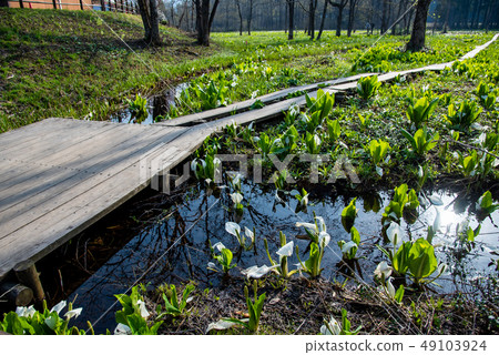 Akita Prefecture Semboku-shi Sabiragi Wetland's water Bonsai tree wood road Akita Prefecture Semboku-shi Sabiragi Wetland's water Bonsai tree wood road 49103924