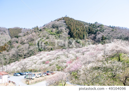 Mt. Takao Takao Umezo Kinoshita Bairin (Kesadowabirin) Mt. Takao Takao Umezo Kinoshita Bairin (Kesadowabirin) 49104096