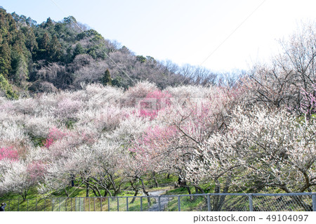 Mt. Takao Takao Umezo Kinoshita Bairin (Kesadowabirin) Mt. Takao Takao Umezo Kinoshita Bairin (Kesadowabirin) 49104097