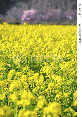 [Rape field Minamiizu Town] 49104674