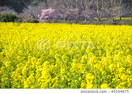 [Rape field Minamiizu Town] 49104675