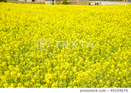 [Rape field Minamiizu Town] 49104676