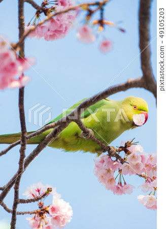 Wakakehon Seiko and cherry blossoms 49105203