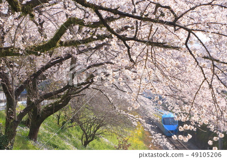 小田急浪漫車和Yamakita的櫻花 49105206
