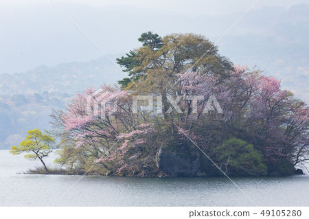 H原的櫻島 49105280