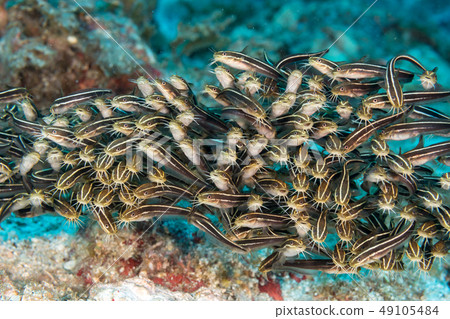 Gonzui球小笠原 49105484