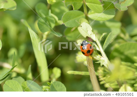  ladybug 49105501