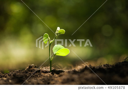 young plant growing with sunshine in nature 49105878