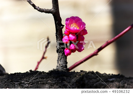 Plum Plum 49106232