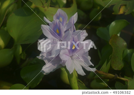 水葫蘆 49106382