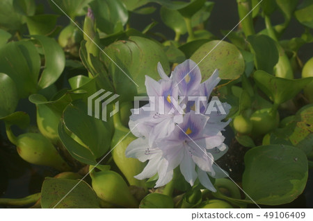 Water hyacinth Water hyacinth 49106409