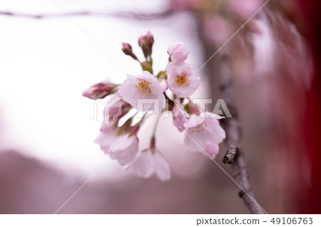 Spring Feature Cherry blossoms 49106763