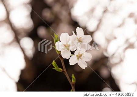 Spring Feature Cherry blossoms 49106828