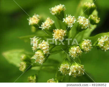 Close-up of butterbur sprout (butterbur flower,) Close-up of butterbur sprout (butterbur flower,) 49106952