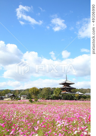 Lotus territory and cosmos field 49106990