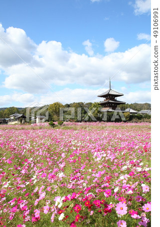 Lotus territory and cosmos field 49106991