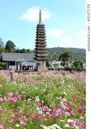 Cosmos of Wenji Temple 49107159