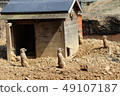 Meerkats 49107187