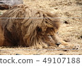 Sleeping lion 49107188