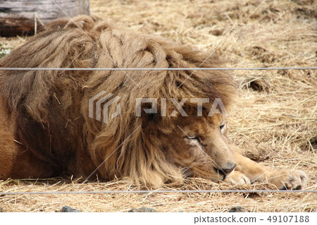 Sleeping lion Sleeping lion 49107188