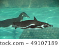 Swim humboldt penguin 49107189