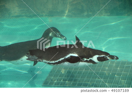Swim humboldt penguin Swim humboldt penguin 49107189