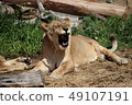 Yawn of a Lion 49107191