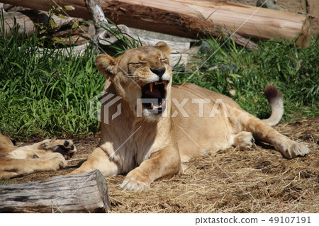 Yawn of a Lion Yawn of a Lion 49107191