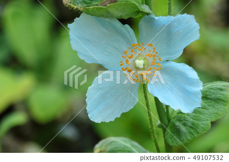 藍罌粟和meconopsis 49107532