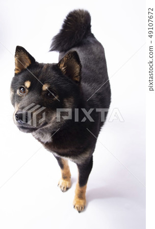 Miso Niko Miso Niko 49107672