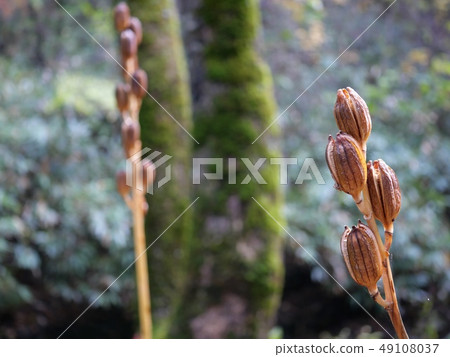 Fruit of larch Fruit of larch 49108037