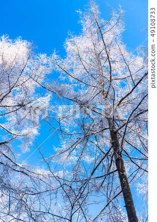 有霧的冰/銀色森林 49108733