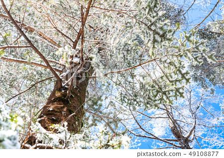 Foggy ice / silver forest Foggy ice / silver forest 49108877